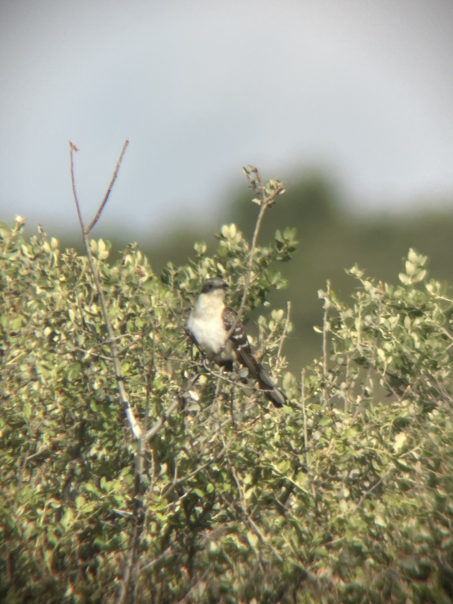 Great Spotted Cuckoo - Borja Buelta