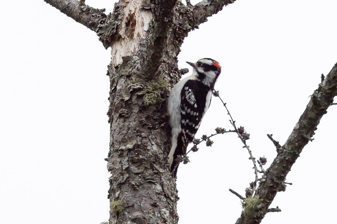 Downy Woodpecker - Sheri Minardi