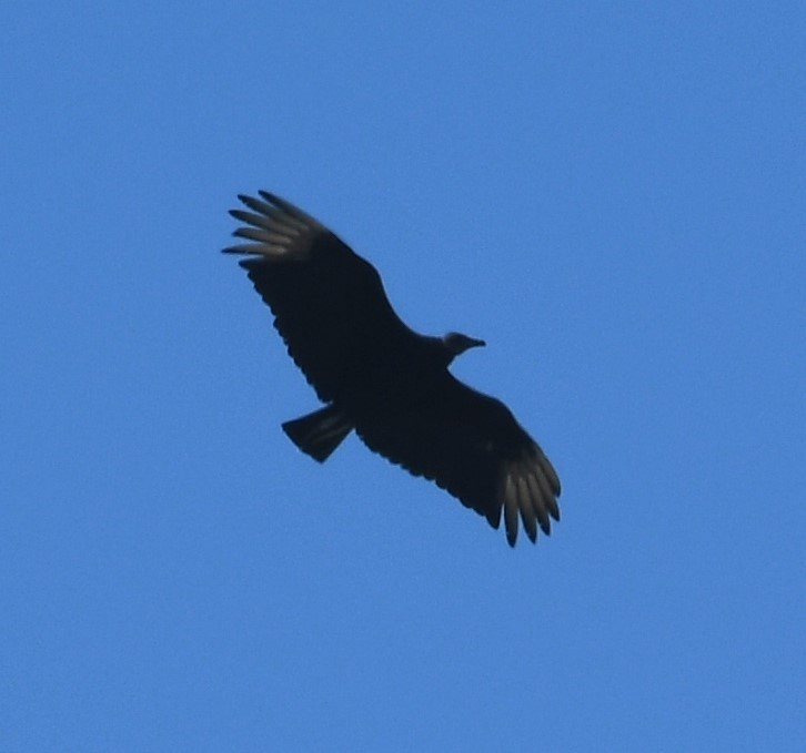 Black Vulture - ML619357675