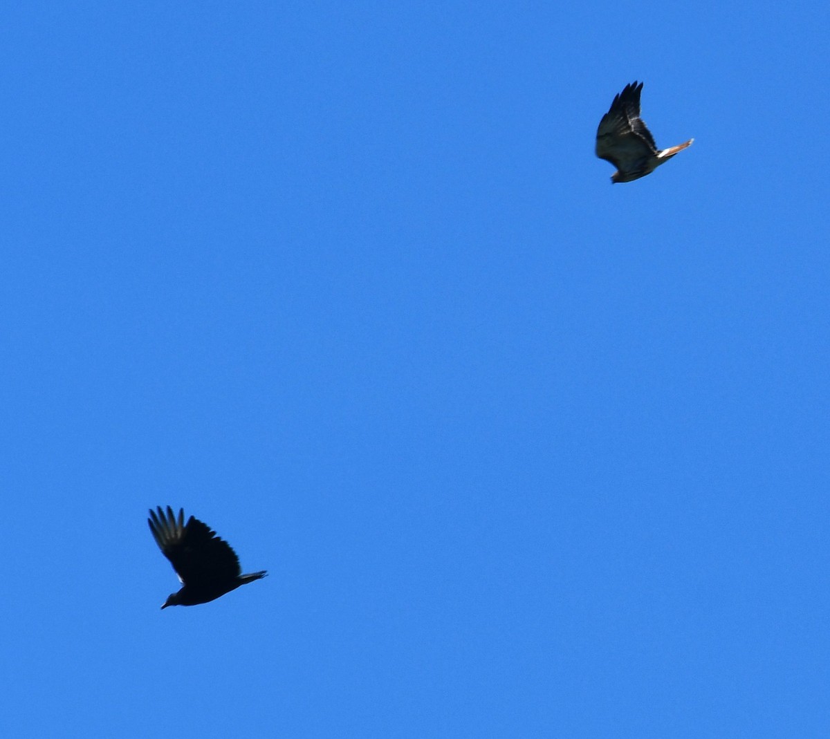 Black Vulture - ML619357676