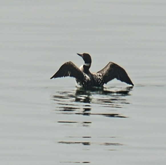 Common Loon - Jackie Baldwin