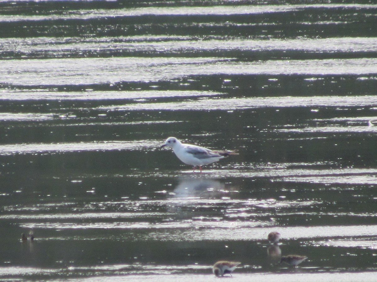 Bonaparte's Gull - John Coyle