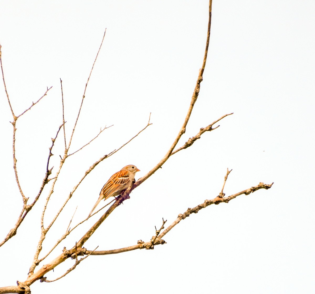 Field Sparrow - Scot Russell