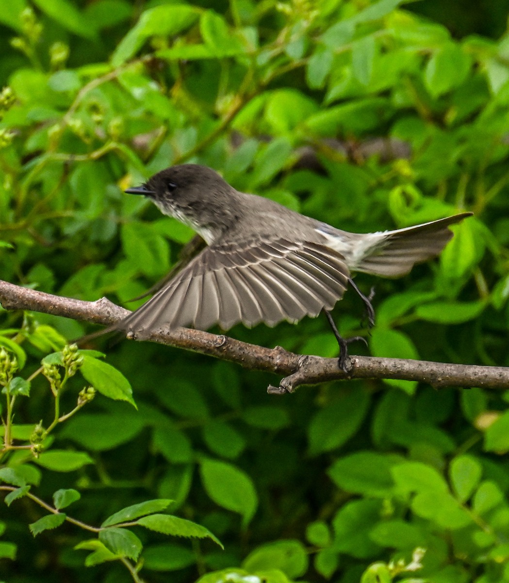 Eastern Phoebe - Jackie Baldwin