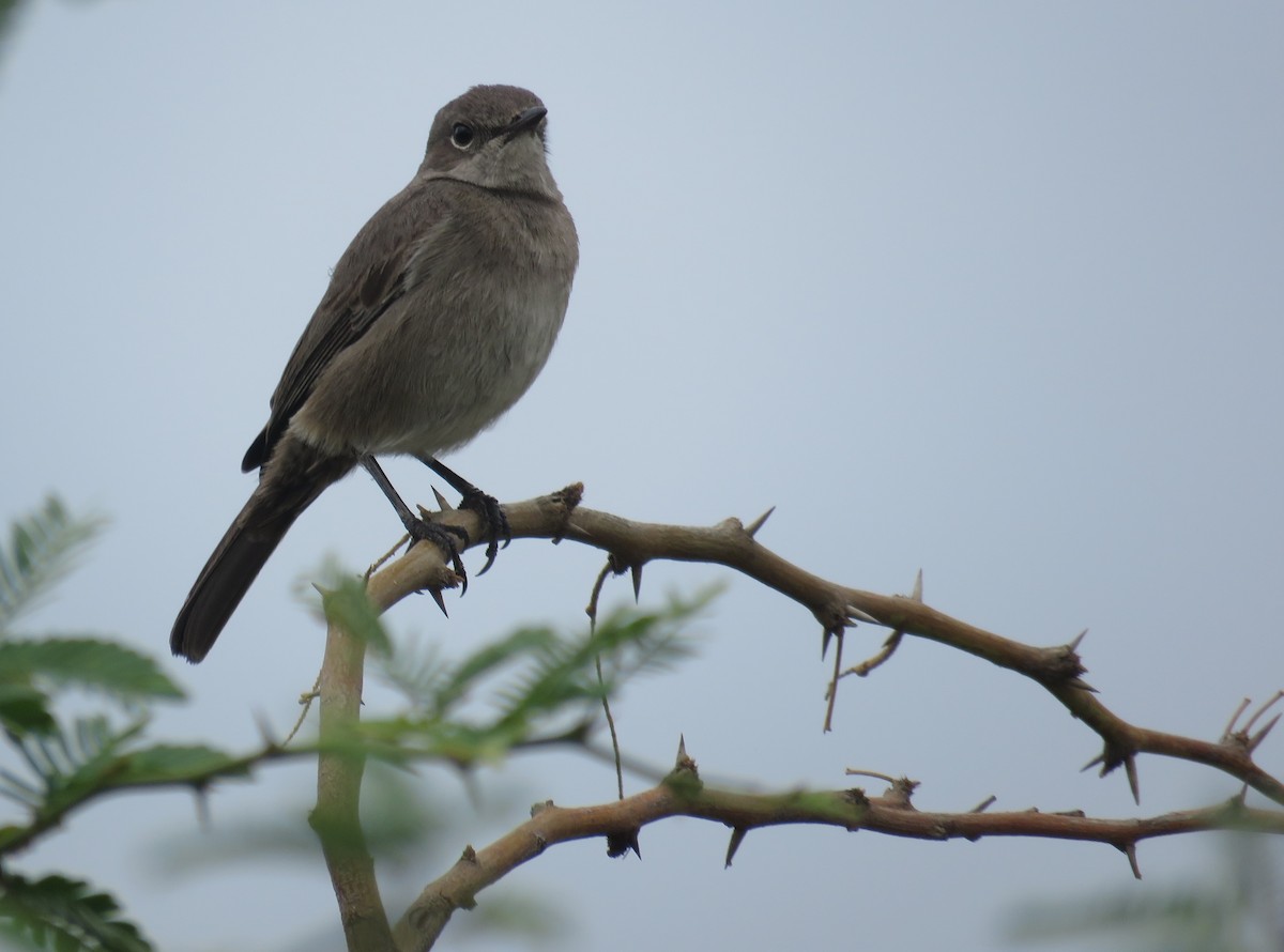 Sombre Rock Chat - Nicholas Fordyce - Birding Africa