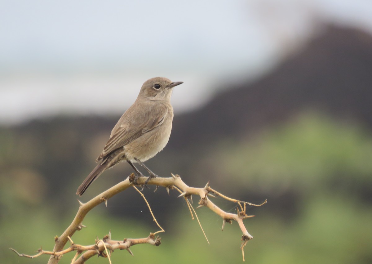 Sombre Rock Chat - Nicholas Fordyce - Birding Africa