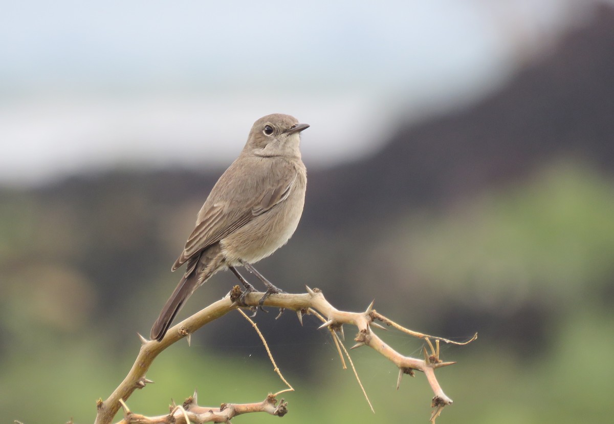 Sombre Rock Chat - Nicholas Fordyce - Birding Africa