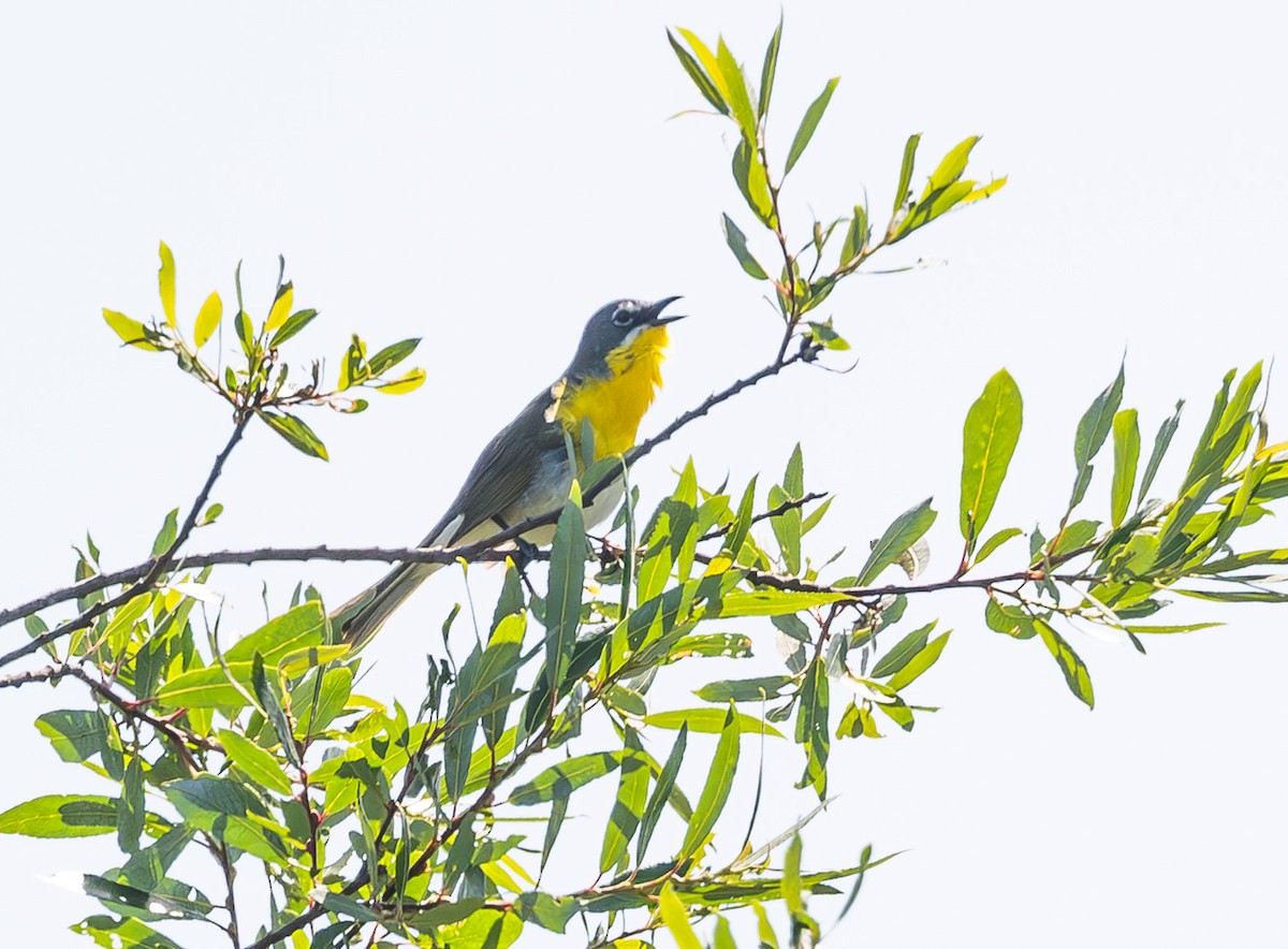 Yellow-breasted Chat - Mark Rauzon