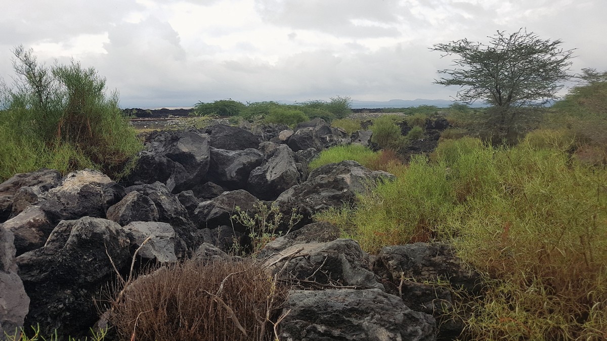 Sombre Rock Chat - Nicholas Fordyce - Birding Africa