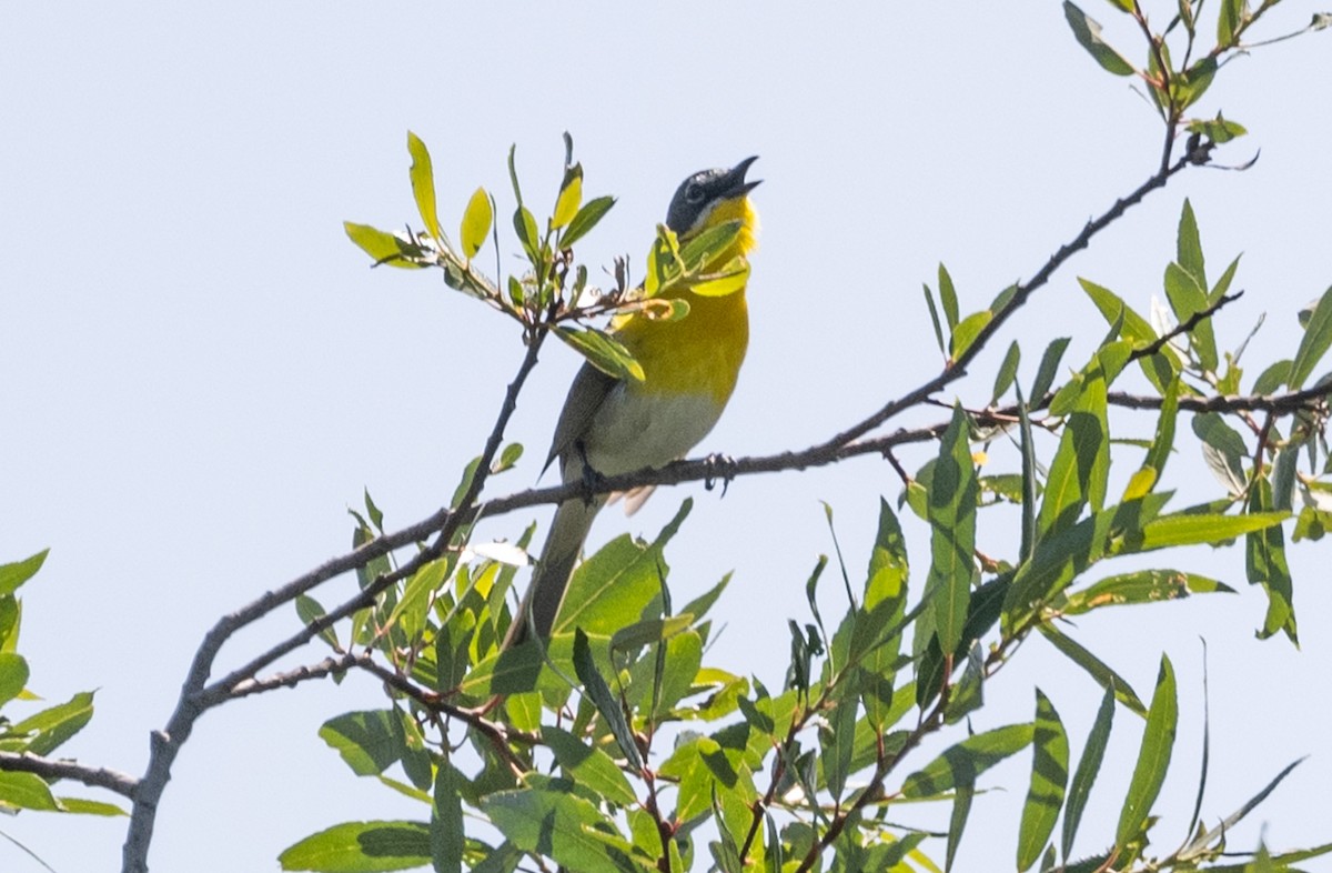 Yellow-breasted Chat - Mark Rauzon