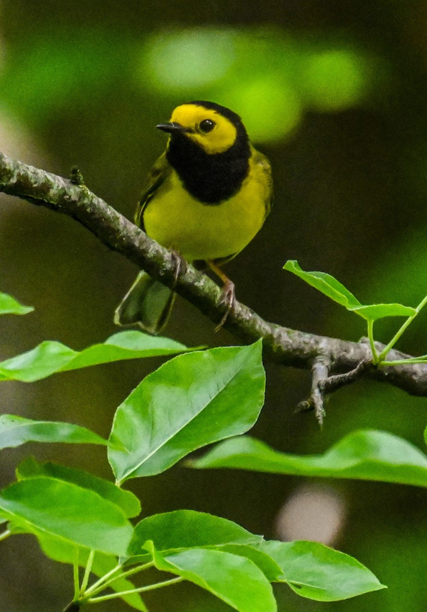 Hooded Warbler - Jackie Baldwin