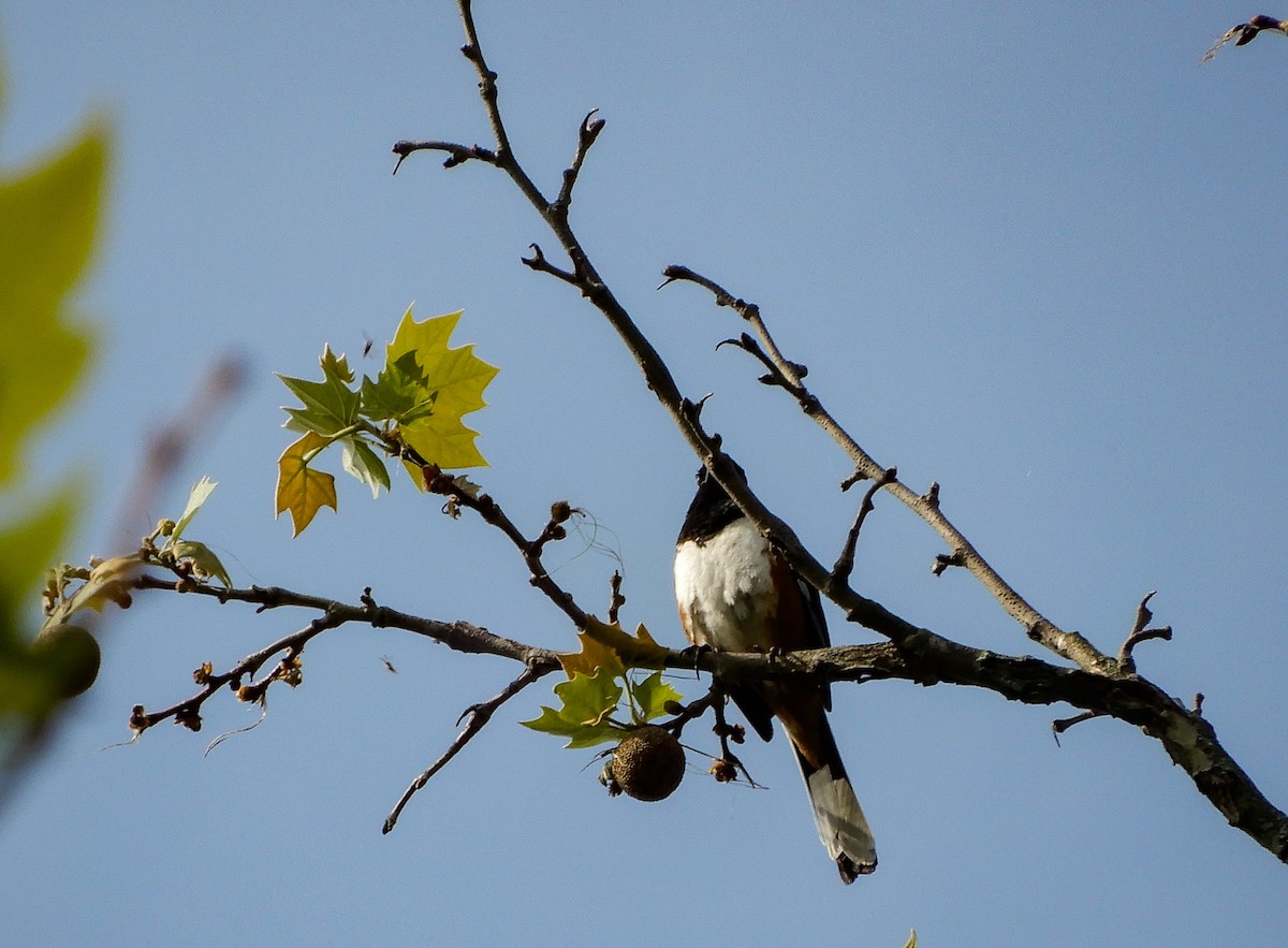 Eastern Towhee - Scot Russell