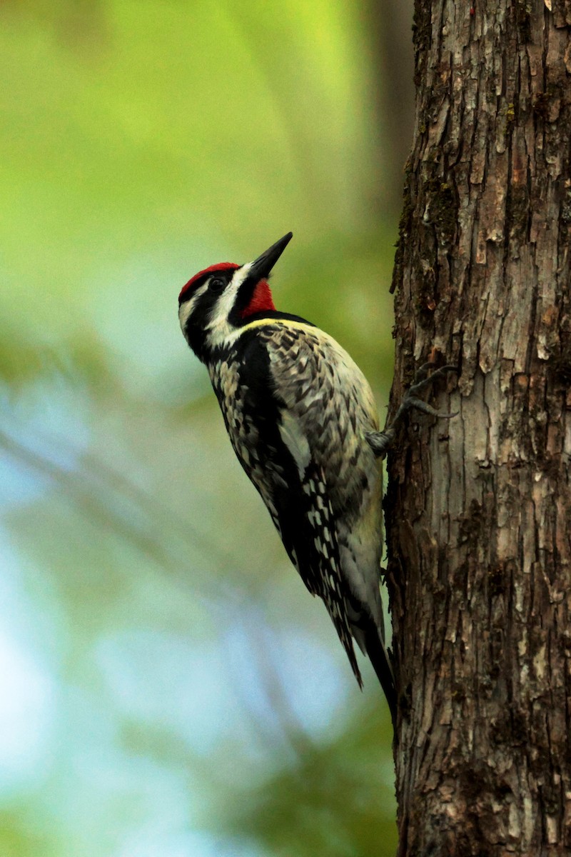 Yellow-bellied Sapsucker - ML619357756