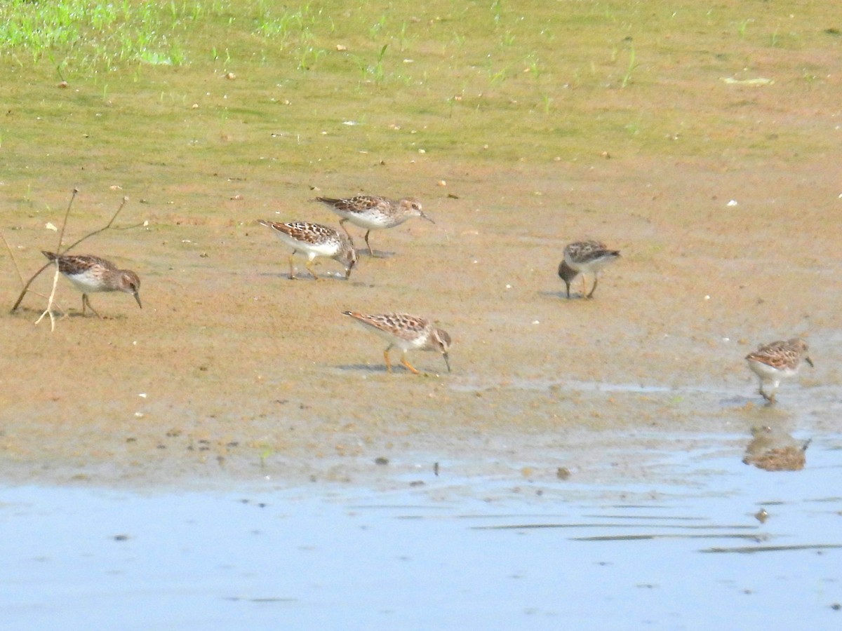 pygmésnipe - ML619357771