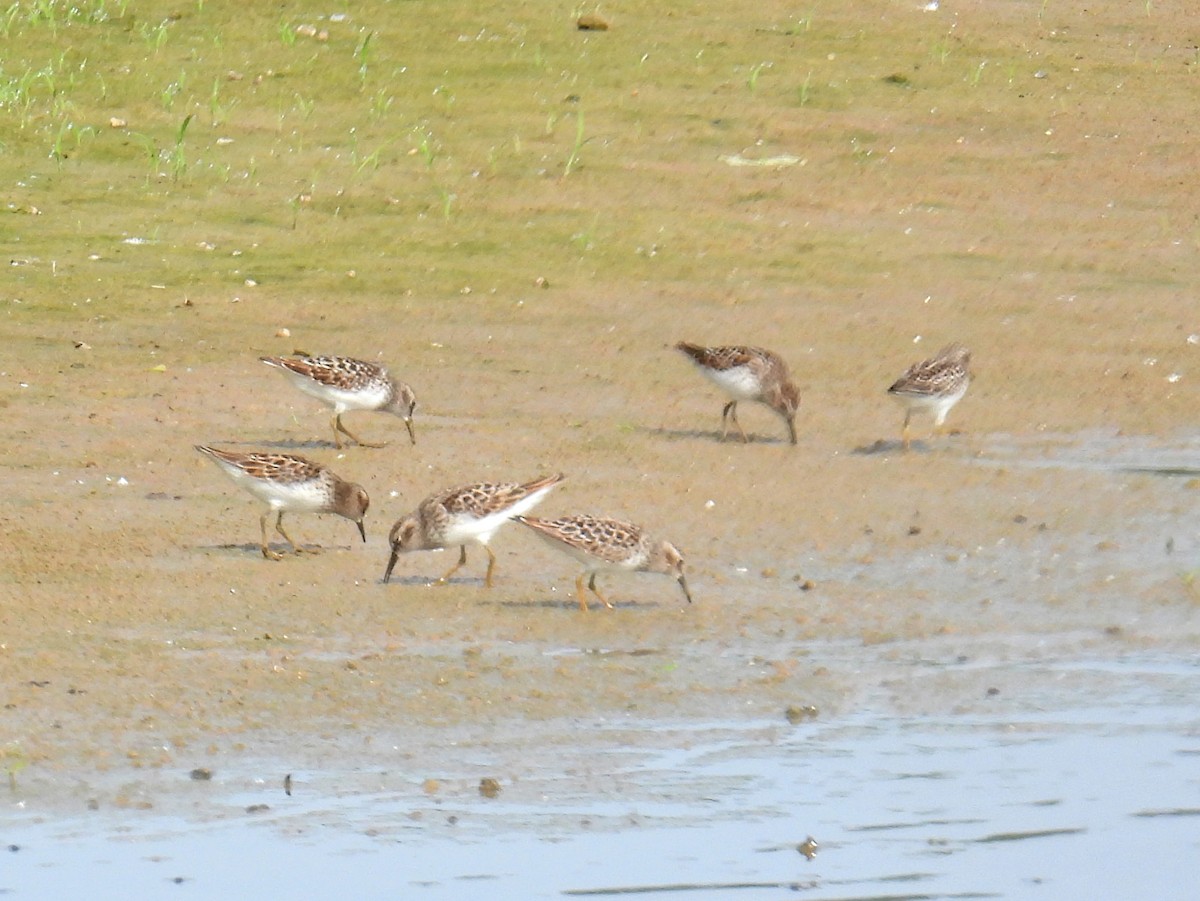 pygmésnipe - ML619357772