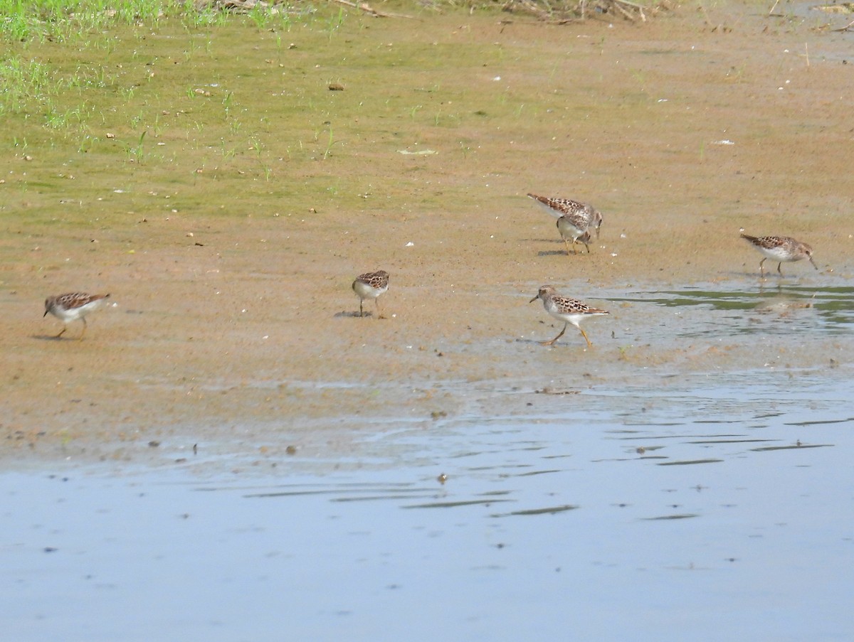 pygmésnipe - ML619357773