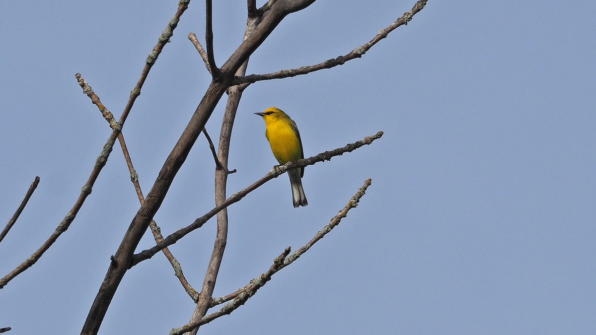 Blue-winged Warbler - Gordon Johnston