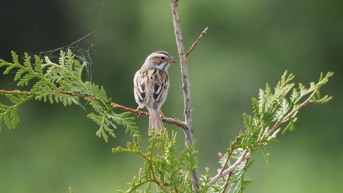 Clay-colored Sparrow - Gordon Johnston