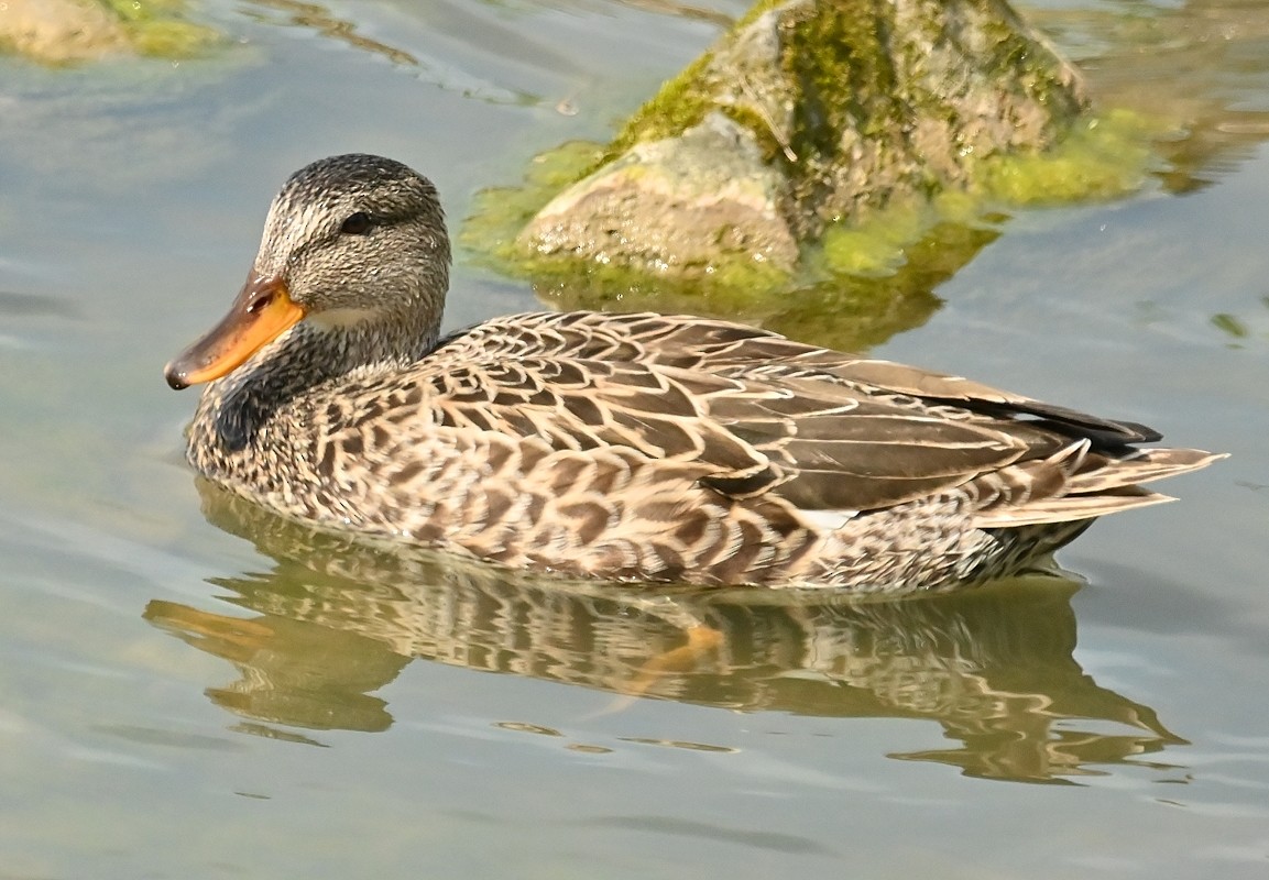 Gadwall - Regis Fortin