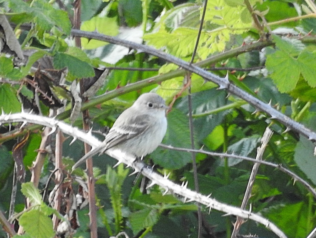 Gray Flycatcher - ML619357805