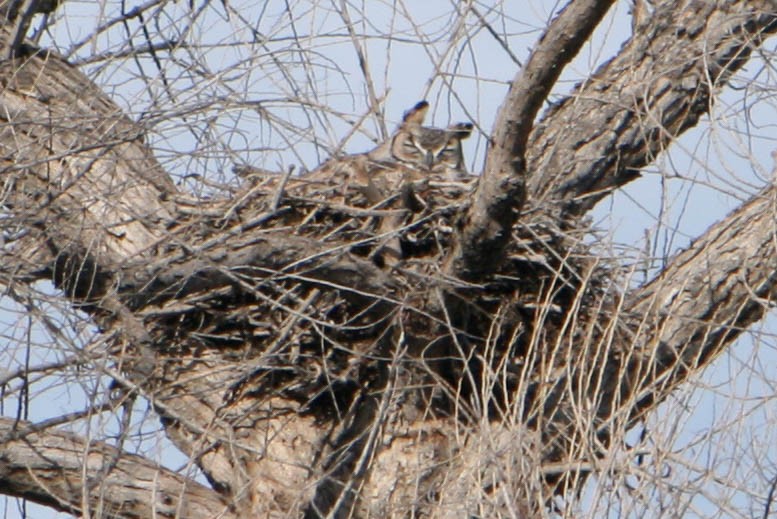Great Horned Owl - margeNdon thornton