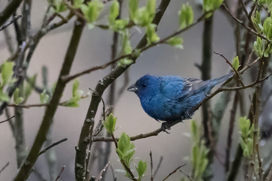 Indigo Bunting - Yann Kolbeinsson