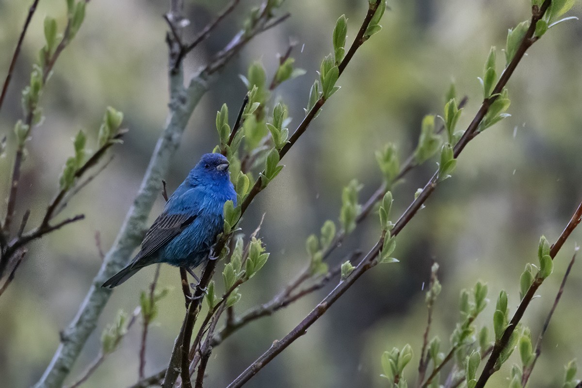 Indigo Bunting - Yann Kolbeinsson