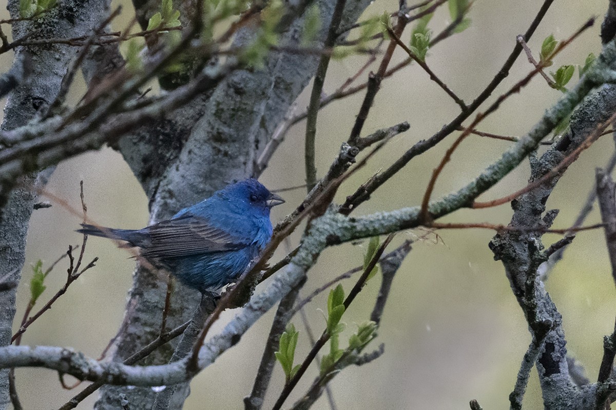 Indigo Bunting - Yann Kolbeinsson