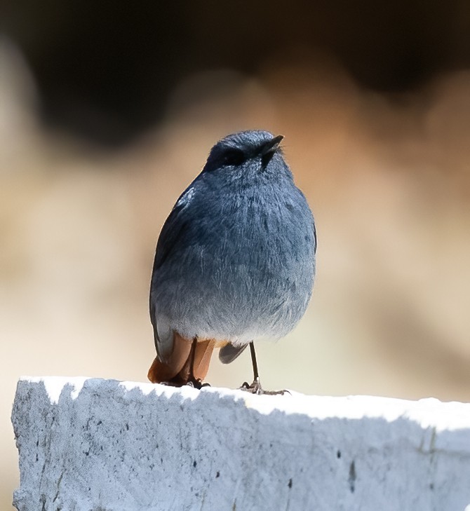 Plumbeous Redstart - Peter Seubert