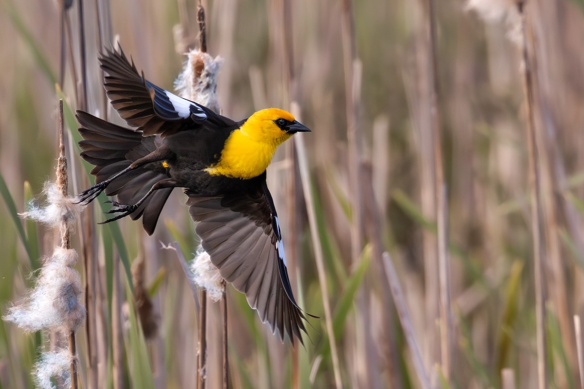 Yellow-headed Blackbird - Ken Pitts