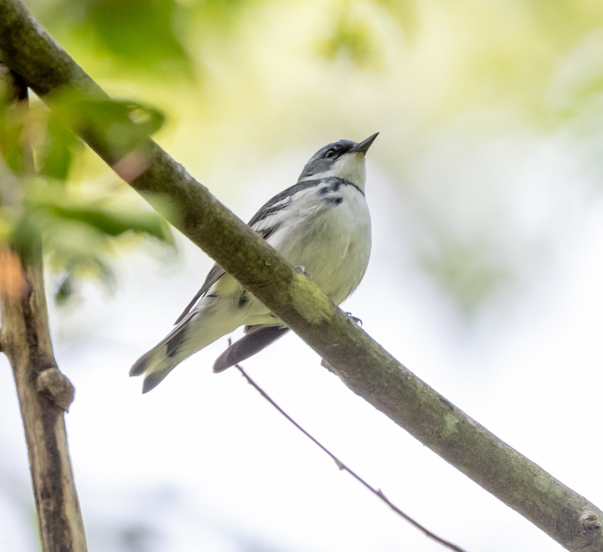 Cerulean Warbler - Greg Harrington