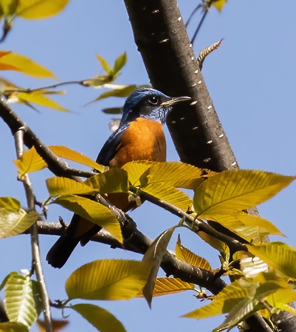 Blue-capped Rock-Thrush - ML619357834