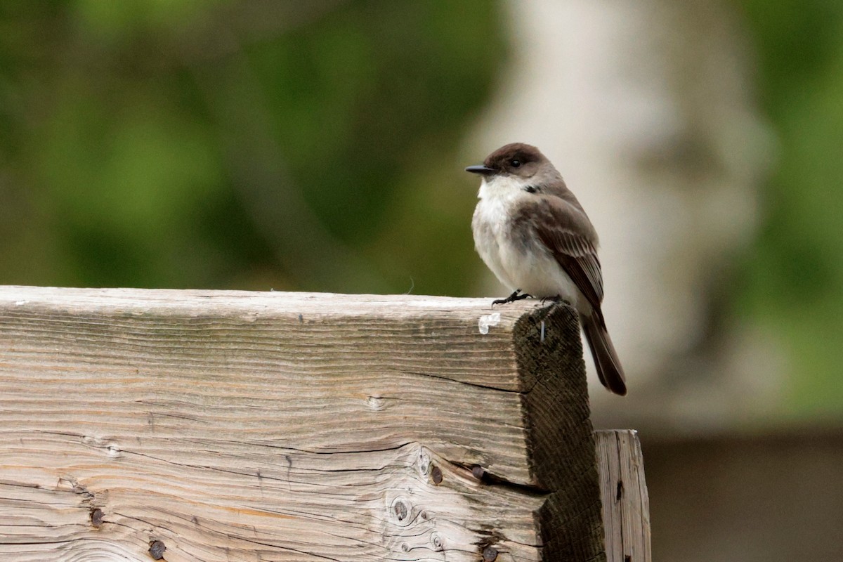 Eastern Phoebe - Maurice Raymond