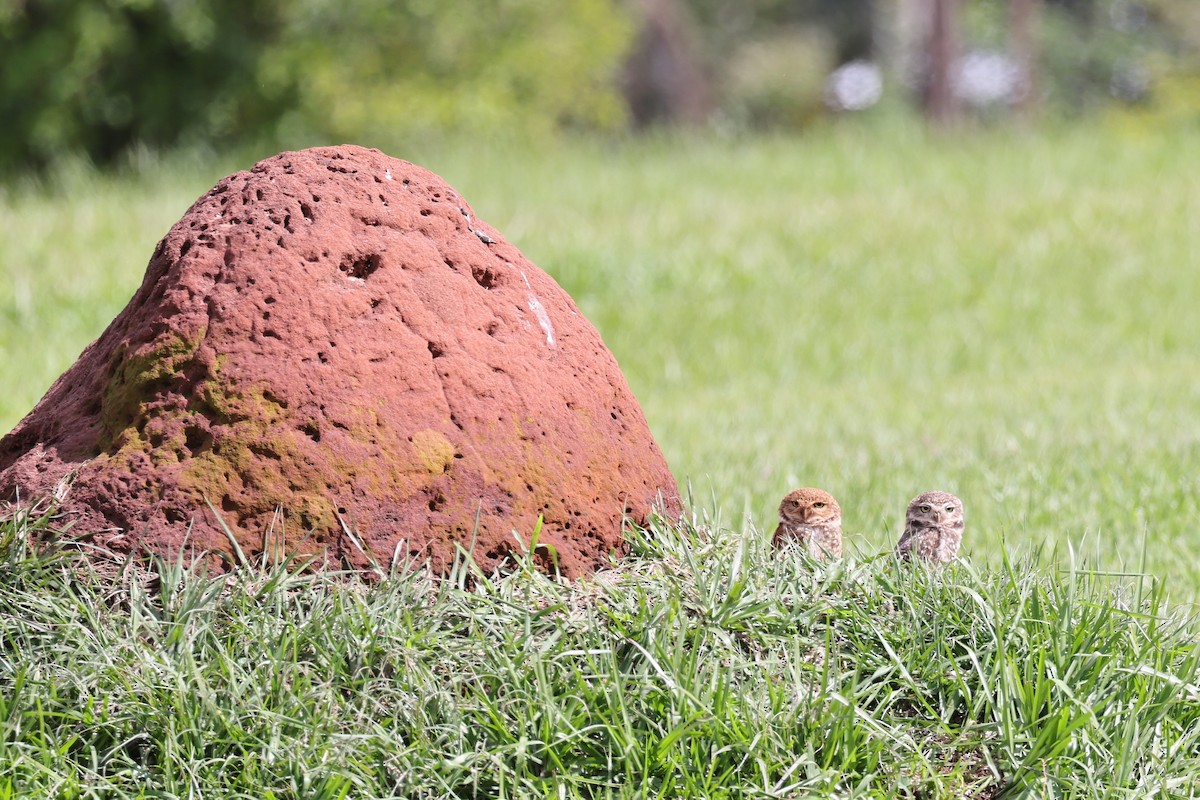 Burrowing Owl - Hubert Stelmach