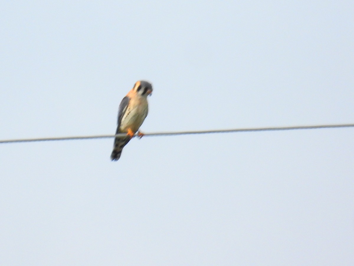 American Kestrel - bob butler