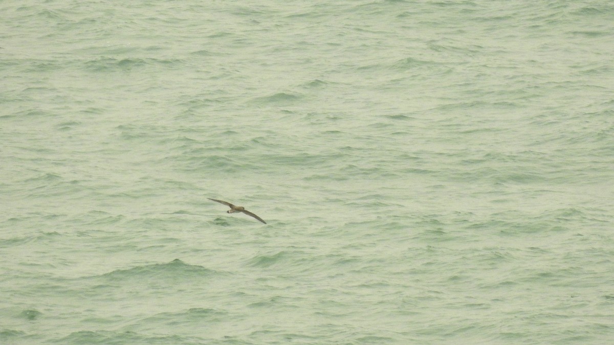 Cory's Shearwater - Ricardo Salgueiro