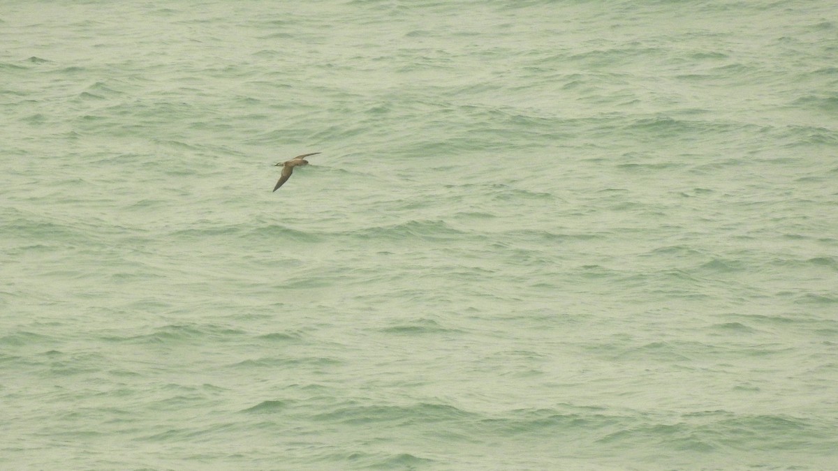 Cory's Shearwater - Ricardo Salgueiro