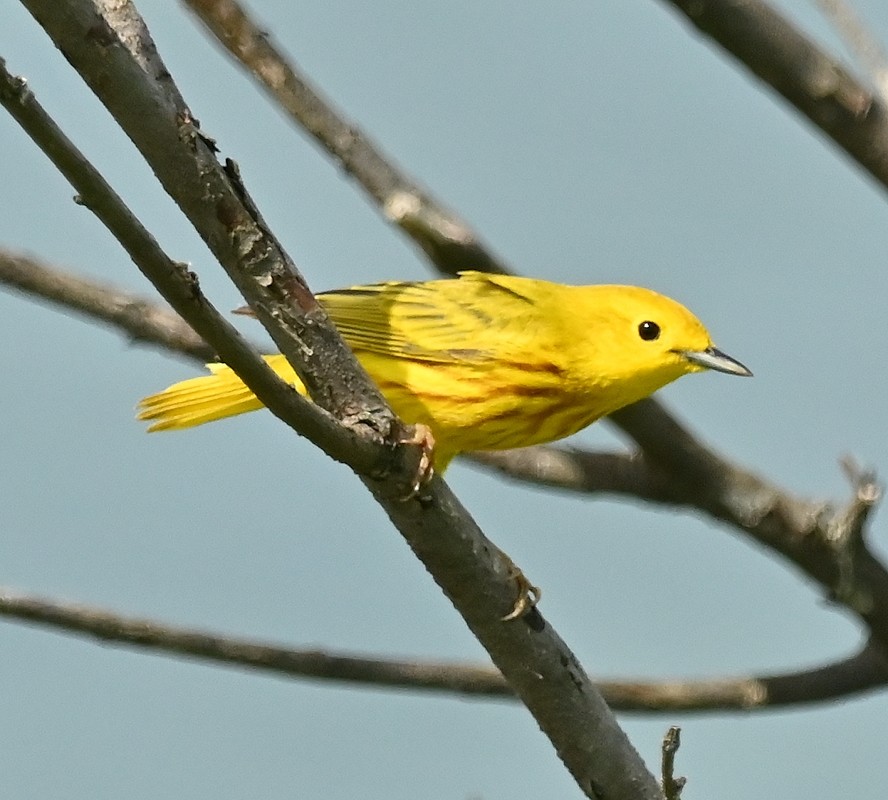 Yellow Warbler - Regis Fortin