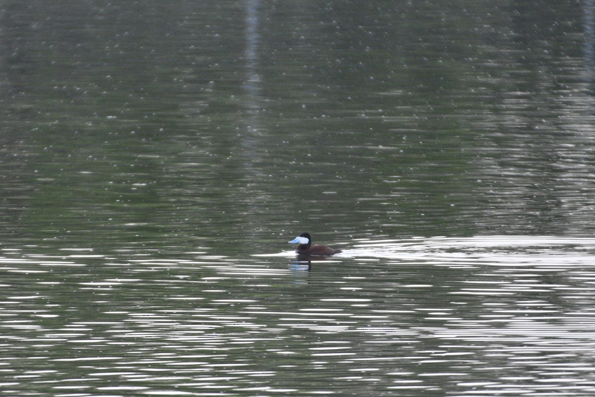 Ruddy Duck - ML619357894