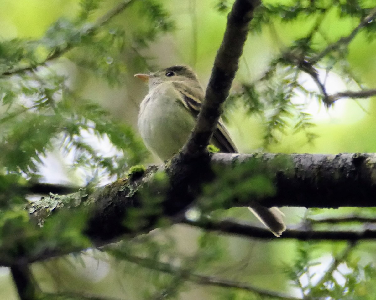 Acadian Flycatcher - Sam Walker