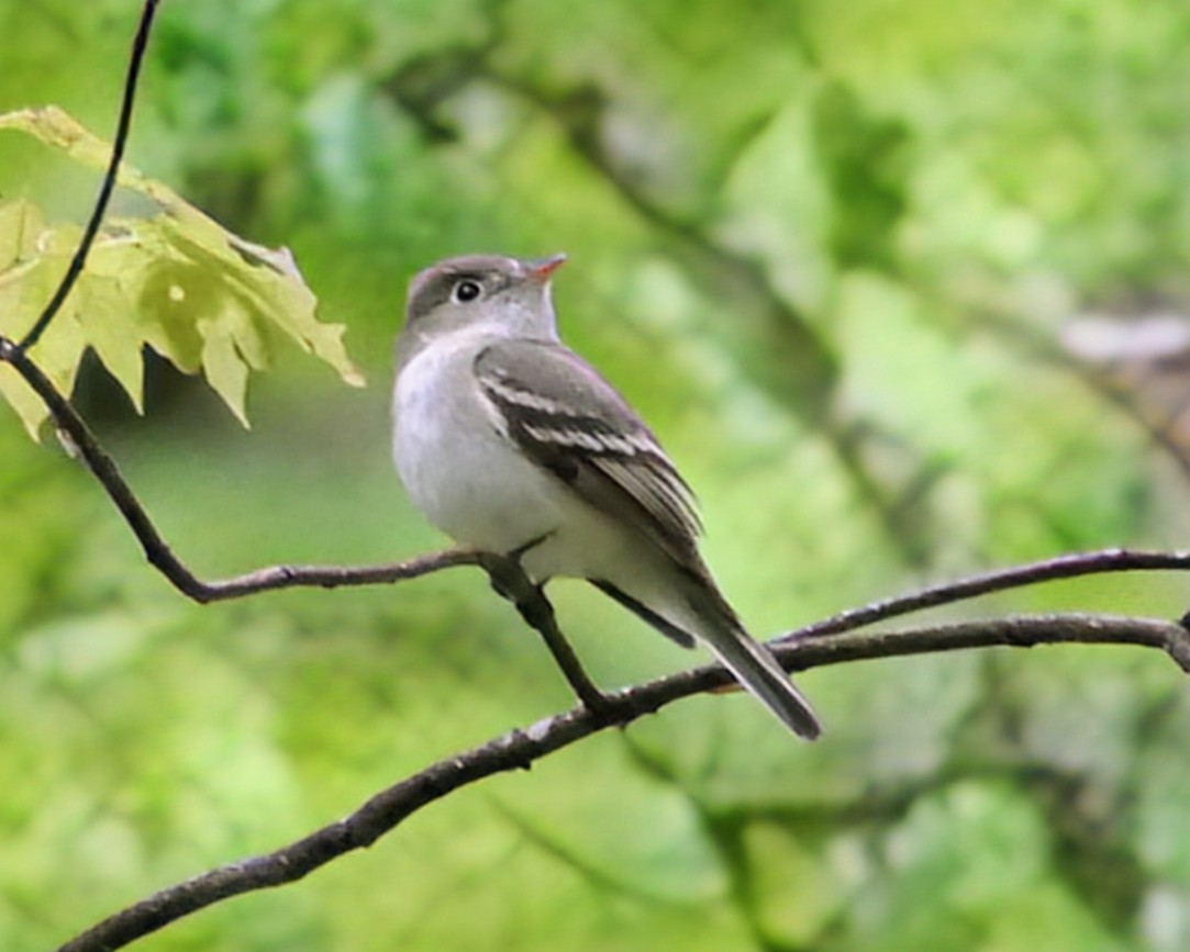 Acadian Flycatcher - ML619357897