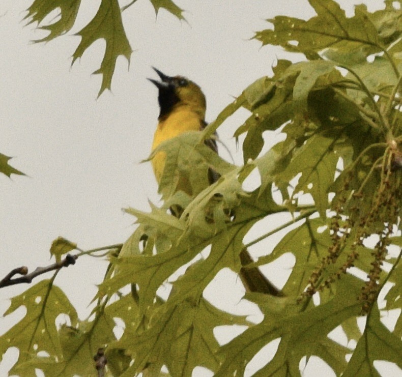 Orchard Oriole - ML619357902