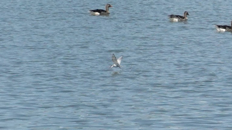 Whiskered Tern - Sigrid & Frank Backmund