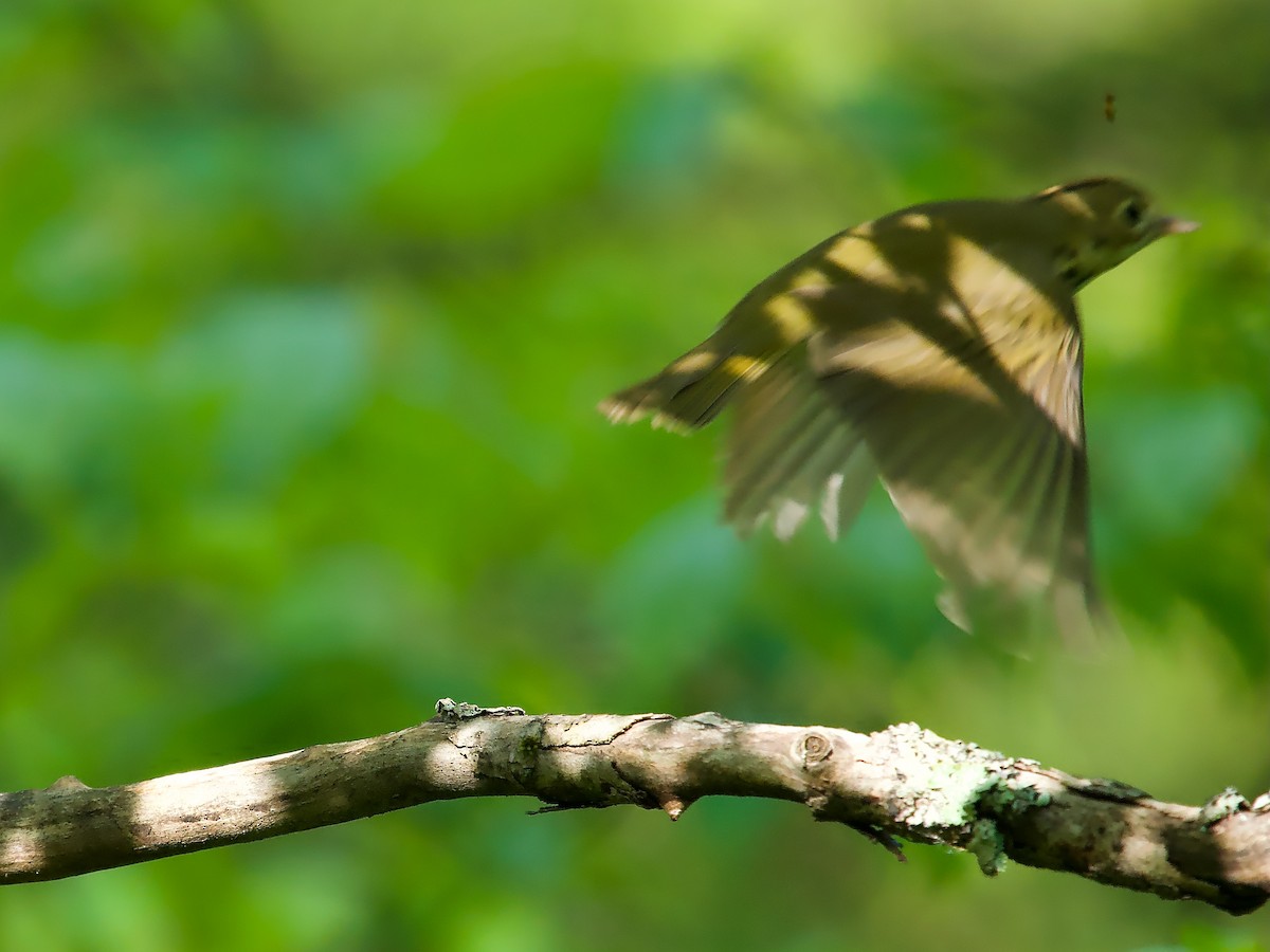 Ovenbird - David McCartt