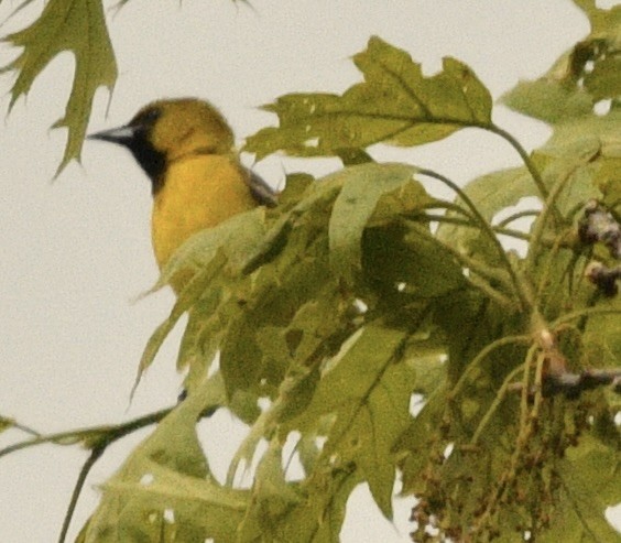 Orchard Oriole - ML619357920