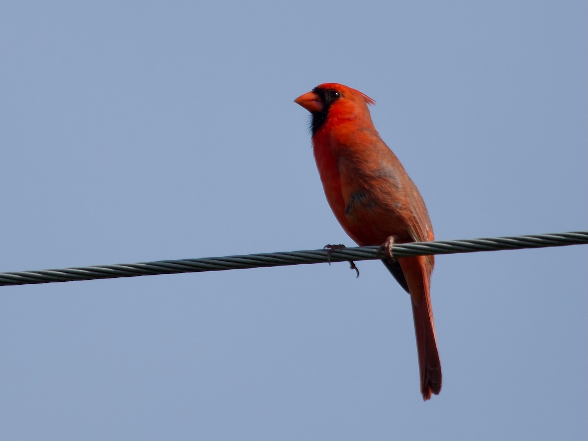Cardinal rouge - ML619357932