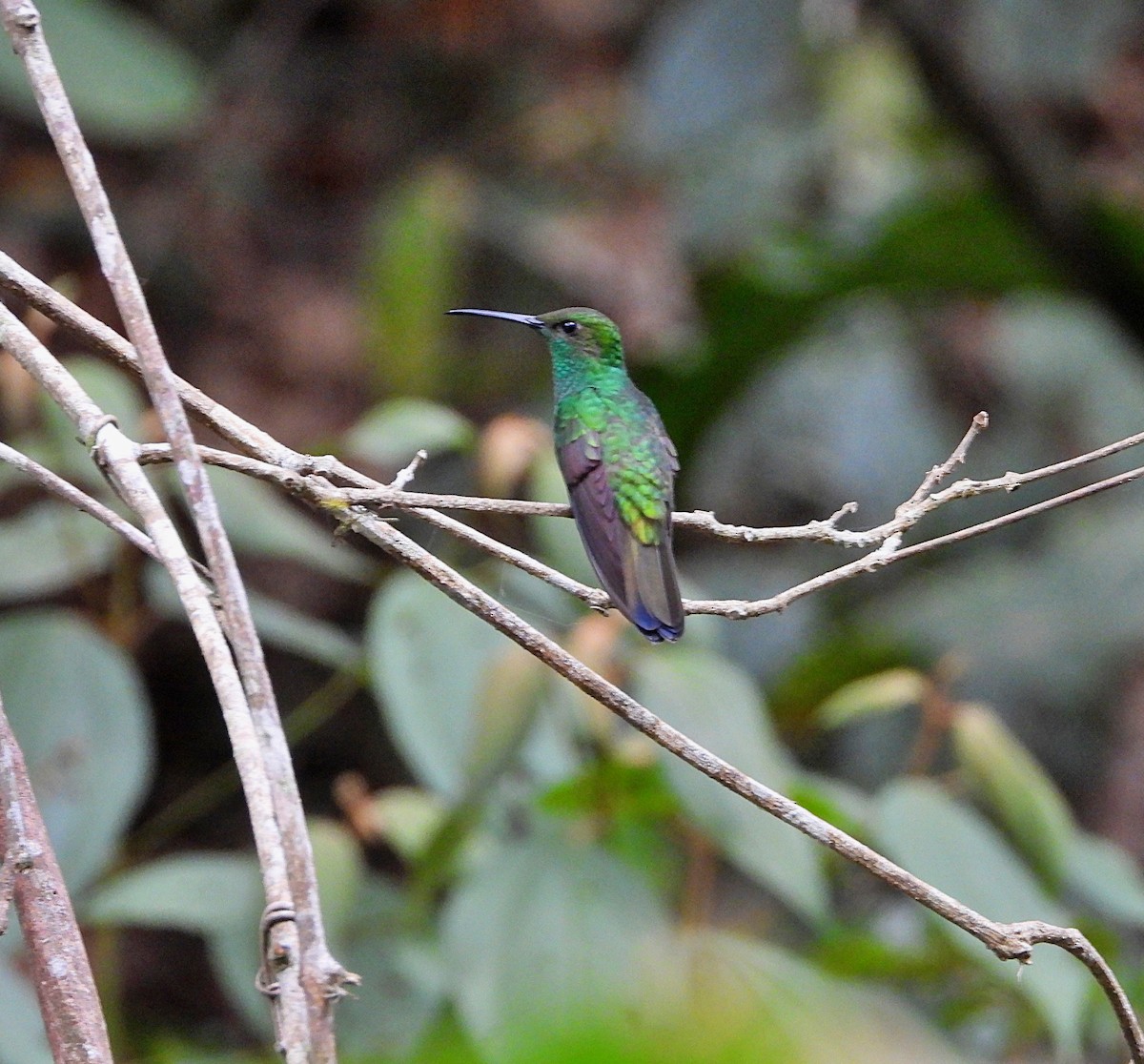 White-vented Plumeleteer - Manuel Pérez R.