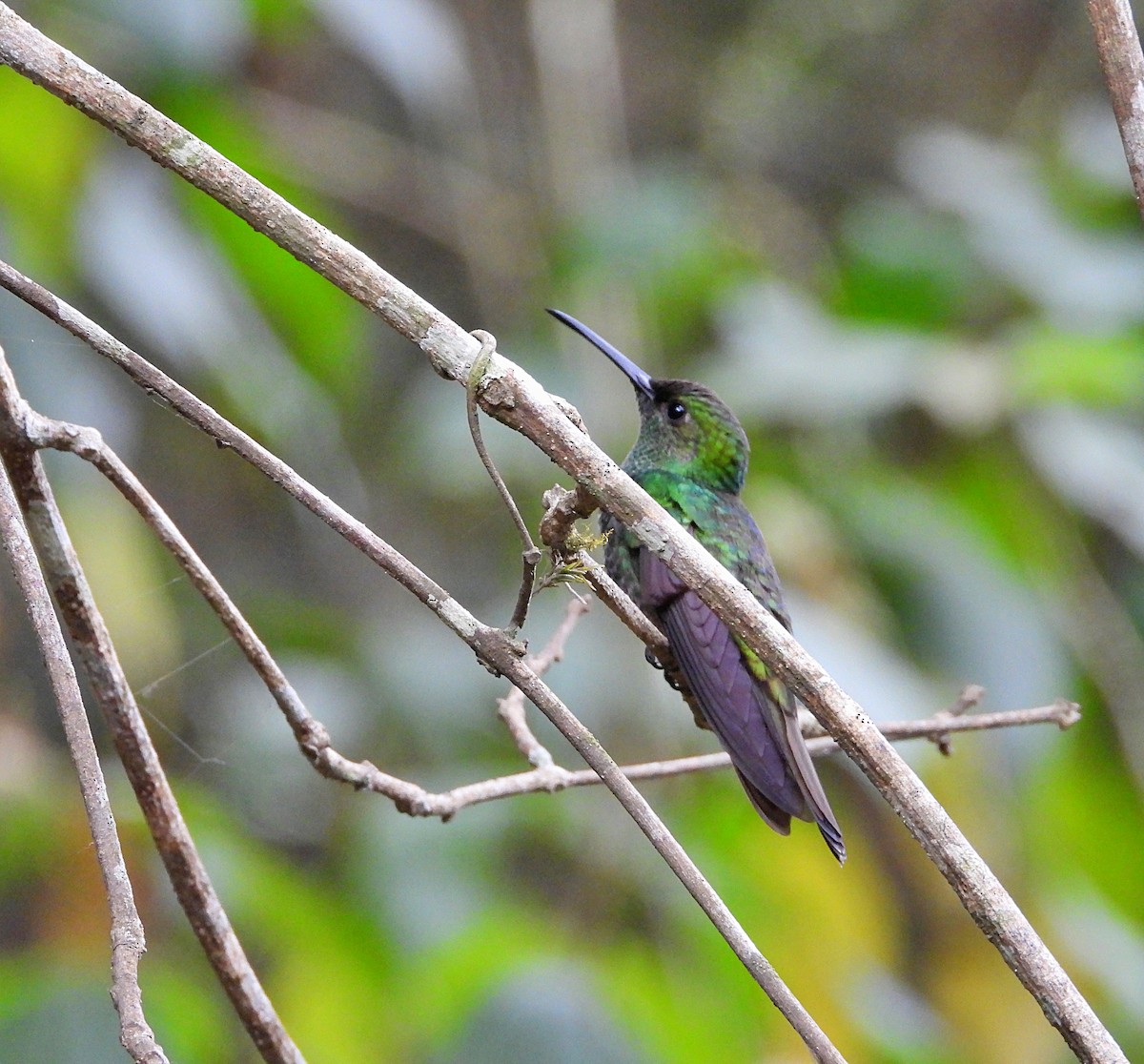 White-vented Plumeleteer - Manuel Pérez R.