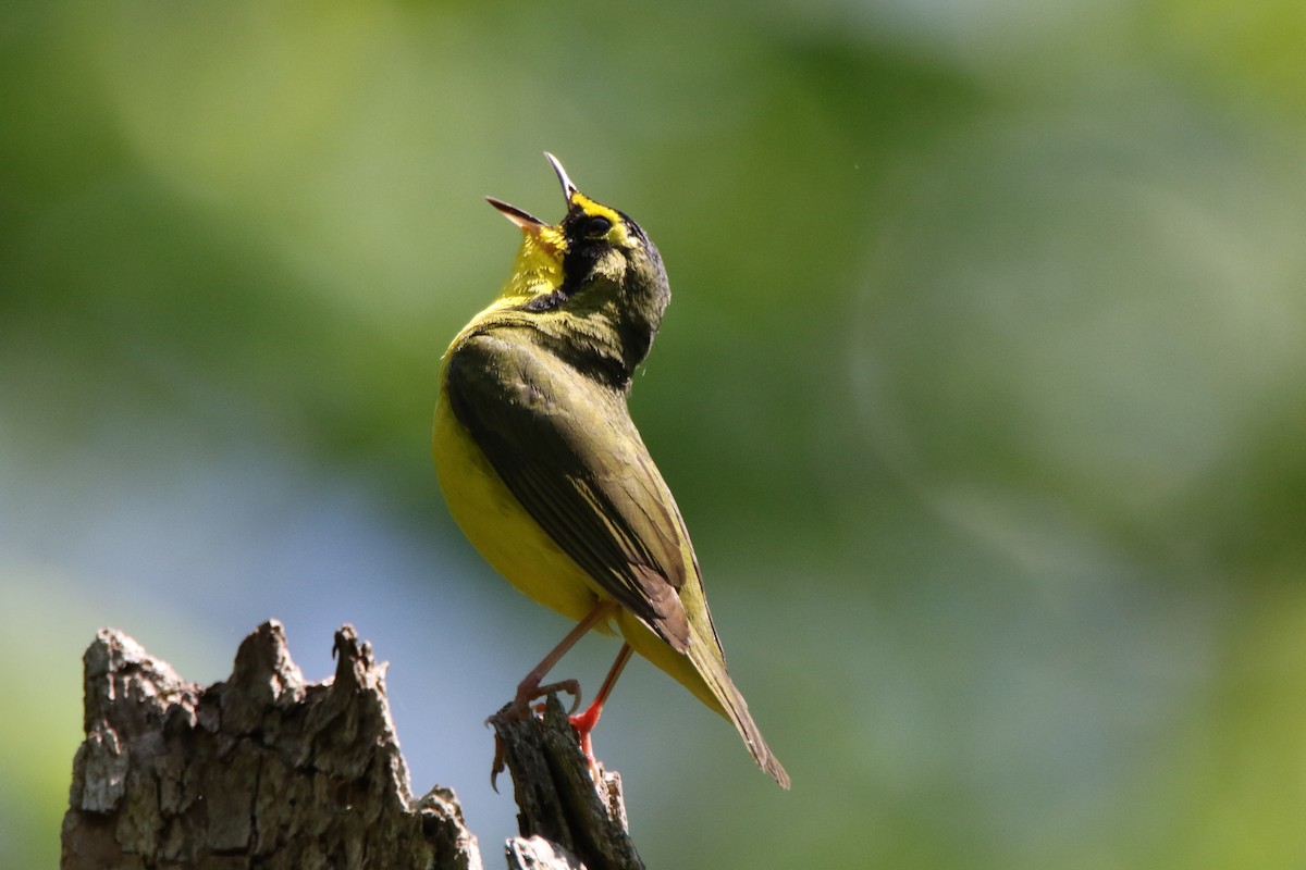 Kentucky Warbler - Dylan Micallef