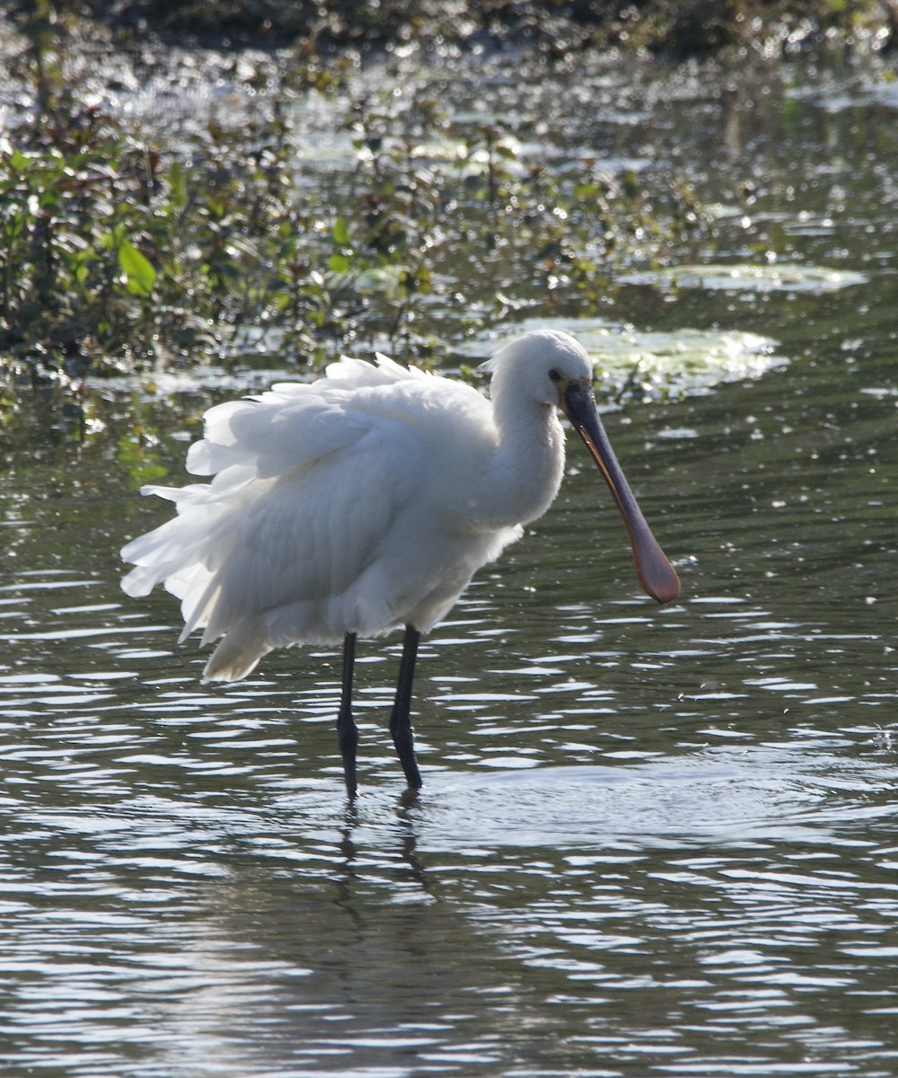 Eurasian Spoonbill - ML619357948